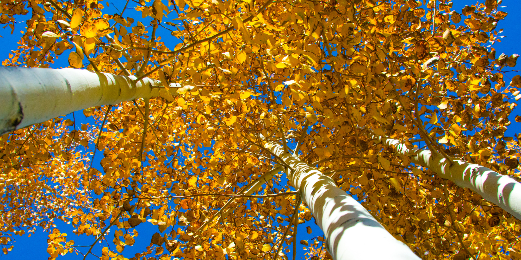view looking up at an aspen grove during the fall. The sky behind the yellow leaves is a bright blue.