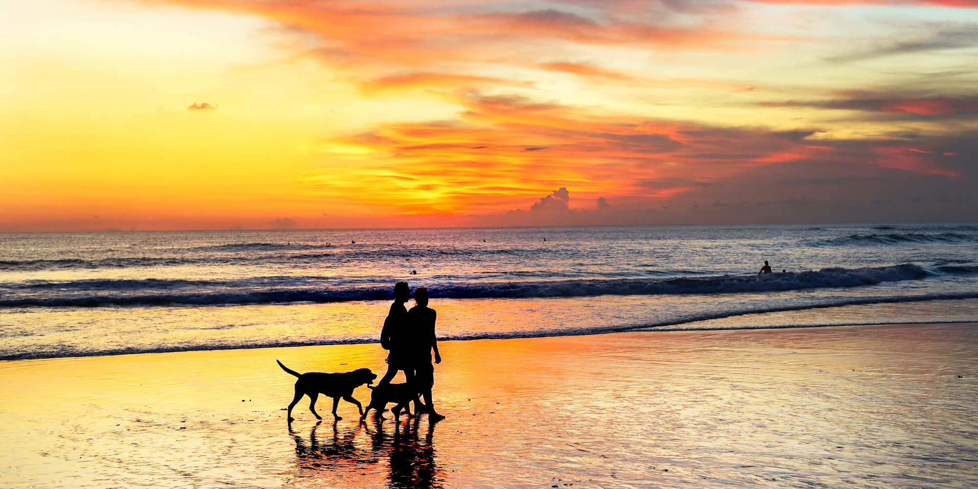 Two people walking along the beach with their dogs at sunset.